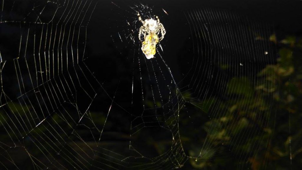 Eratigena atrica, maschio (Agelenidae) e Araneus diadematus, femmina (Araneidae)